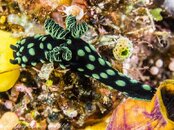 Nembrotha small-130183.jpg