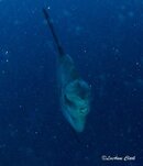 Bali Nusa Penida 2-28.jpg