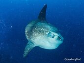 Bali Nusa Penida 2-29.jpg