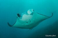 Bali Nusa Penida 2-44.jpg