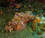 Tulamben 3-33.jpg