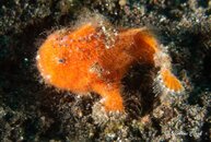 Tulamben 3-37.jpg
