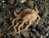Tulamben Night-4.jpg