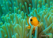 Nemo2.jpg