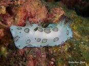 Nudi1.jpg