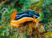 Nudi2.jpg