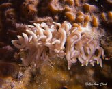 Nudi3.jpg