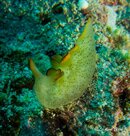 Nudi4.jpg