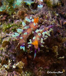 Nudi5.jpg