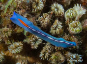 Nudi6.jpg