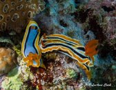 Nudi7.jpg
