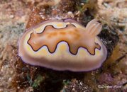 Nudi8.jpg