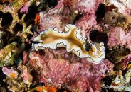 Nudi9.jpg