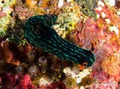 Nudi10.jpg