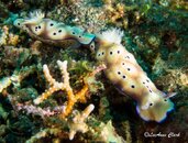 Nudi12.jpg