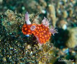 Nudi13.jpg