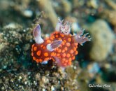 Nudi14.jpg