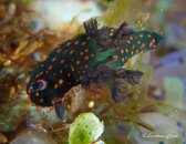 Nudi15.jpg