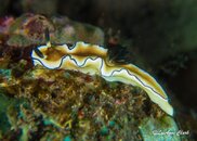 Nudi16.jpg