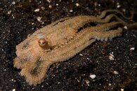 octo-1.jpg