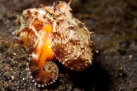 octo-2.jpg