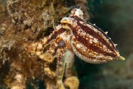 octo-4.jpg