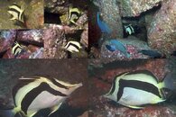 DDDB 611 scythe butterflyfish sm.jpg