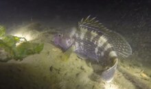 Fish.jpg