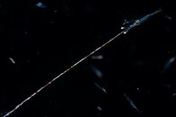 shrimp-1.jpg