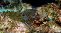 Nov 1(4) Stonefish-Balicasag.jpg