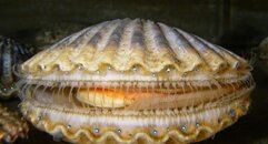 Argopecten_irradians.jpg