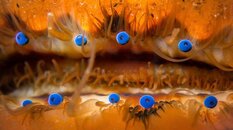Scallop_eyes2.jpg