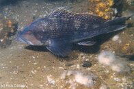 bald_eagle_sea_bass.jpg