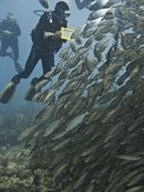 Peg_UW_Bigeye_Scad_1276.jpg Peg_UW_Bigeye_Scad_1276.jpg