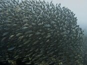 Scad_Bigeye_1275.jpg Scad_Bigeye_1275.jpg