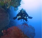 Seafan Diver.jpg