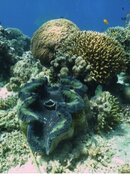 The Giant Clams of Balicasag.jpg