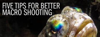 five-tips-for-better-macro-shooting.jpg