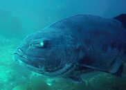 BlackSeaBass.jpg