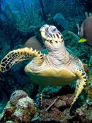 DB HAWKSBILL TURTLE.jpg