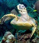 DB HAWKSBILL TURTLE.jpg