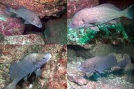 DDDB 612 black croaker sm.jpg