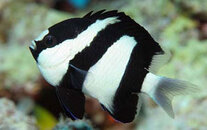 black-and-white-damsel-fish.jpg