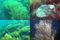 DDDB 613 Sargassum and biodiversity sm.jpg