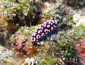 Pink Nudi.jpg