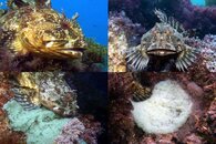 DDDB 614 cabezon and nest sm.jpg