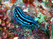 BBM Nudi - A.jpg