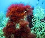 Red Algae (1 of 1).jpg