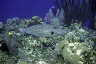 filefish-640.jpg