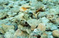 jawfish shot by gopro-0052654.jpg